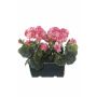 Kunst Geranien FLOREANA im Blumenkasten, 2 Stück, dunkelrosa, 24x11x34cm
