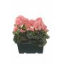 Kunst Geranien FLOREANA im Blumenkasten, 2 Stück, lachs, 24x11x34cm