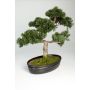 Bonsai Kunstpflanze Zeder JARNO mit Wurzeln, in Pflanzschale, 40cm