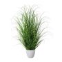 Deko Gras Lampenputzergras KIVRA im Dekotopf, grün, 75cm