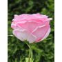 Rose künstlich MARNUK, rosa, 60cm