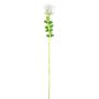 Plastik Rose EVARISTO in Glasoptik, 12 Stück, weiß, 80cm