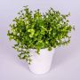 Künstliche Kräuter Eukalyptus JOSHUA im Keramiktopf, grün, 20cm, Ø17cm