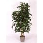 Deko Ficus Benjamini CASILDA, Naturstämme, grün, 175cm - Made in Italy