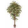 Kunstbaum Ficus Benjamini LINETTE, Naturstämme, grün-weiß, 225cm - Made in Italy