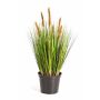 Deko Fuchsschwansgras FELIX mit Rispen, grün-braun, 60cm