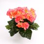 Deko Begonie IVANA zum Stecken, rosa, 20cm, Ø3-5cm