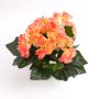 Deko Begonie IVANA zum Stecken, lachs, 20cm, Ø3-5cm