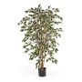 Dekobaum Ficus Benjamini AVELLINO, Echtstämme, grün-weiß, 210cm