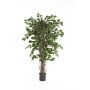 Unechter Ficus Benjamini AMELIO, Naturstämme, grün, 210cm