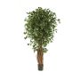 Unechter Ficus Benjamini LUCIUS, Echtstämme, grün, 210cm