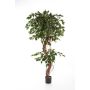 Unechter Ficus Benjamini LUANO, Naturstämme, grün, 180cm