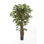Kunststoff Ficus Benjamini PHIPSO, Echtstämme, grün, 240cm