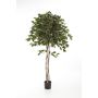 Unechter Ficus Benjamina KURO, Naturstämme, grün, 210cm