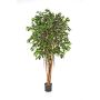 Unechter Ficus Benjamina AURIOL, Echtstämme, grün, 180cm