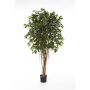 Unechter Ficus Benjamina AURIOL, Echtstämme, grün, 210cm