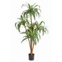 Dekobaum Dracaena Fragrans JALA, Echtstämme, grün-weiß, 120cm