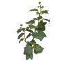 Künstlicher Efeu Zweig TOYAH mit Früchten, grün, 65cm
