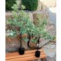 Künstlicher Eukalyptus Baum WISGARD, Kunststamm, grün-grau, 120cm