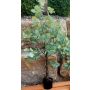 Künstlicher Eukalyptus Baum WISGARD, Kunststamm, grün-grau, 180cm