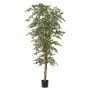 Deko Pflanze Ficus Benjamini ALEKSA, Echtstamm, grün-weiß, 240cm