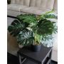 Deko Philodendron Monstera Deliciosa MUNIN, 55cm