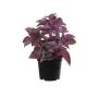 Kunststoff Pflanze Minze TSUKI, violett-burgunderrot, 24cm