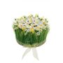 Kunstblumengesteck Narzissen, Gras HAULANI, weiß-gelb, 12cm, Ø20cm