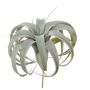 Kunst Pflanze Tillandsia Xerographica KASTIEL, Steckstab, grau-grün, 23cm