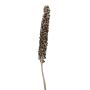 Babassupalmen Frucht / Cacho Coco MAKENA, braun, 120-190cm