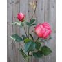 Kunst Rose CARUSA, pink, 80cm, Ø8cm