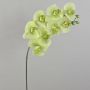 Textilzweig Phalaenopsis Orchidee AURELIA, creme-grün, 95cm, Ø9-11cm