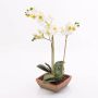 Kunstorchidee Phalaenopsis MINA im Terracotta Topf, weiß, 55cm