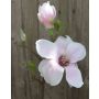 Samt Magnolie FEMI, zartrosa, 35cm, Ø12cm