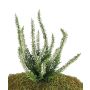 Deko Heidekraut IMKE zum Stecken, creme, 25cm, Ø1cm