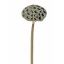 Künstlicher Lotus Fruchtstand JOHNTEN, braun, 65cm, Ø10cm