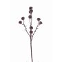 Deko Eukalyptus Zweig BASILIUS mit Früchten, braun, 60cm