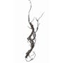 Kunst Korkenzieherweide Zweig JACE, braun-grau, 55cm