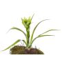 Deko Guzmania ANELY, blühend, zum Stecken, grün, 40cm