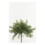 Kunstpflanze Asparagus sprengeri MONET zum Stecken, 10cm