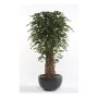 Ficus Benjamina künstlich ADOLFO, Naturstämme, grün, 205cm