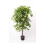 Ficus Benjamina künstlich BARTOLO, Echtstamm, grün, 200cm