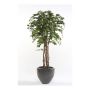Künstlicher Ficus Benjamini CARLOH, Echtstämme, grün, 170cm