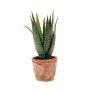 Kunst Sukkulente Aloe Variegata MARTINEZ im Terracottatopf, grün, 20cm, Ø17cm