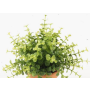 Künstliche Kräuter Eukalyptus JOSHUA zum Stecken, grün, 20cm, Ø17cm