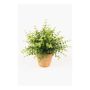 Künstliche Kräuter Eukalyptus JOSHUA im Tontopf, grün, 20cm, Ø17cm