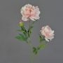 Unechte Pfingstrose ONYX, creme-rosa, 75cm, Ø10-13cm