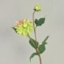 Samt Dahlie PATRITZIA, grün-rosa, 55cm, Ø4-9cm