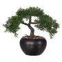 Dekobaum Bonsai Zeder FALKE mit Wurzeln, Keramiktopf, 26cm