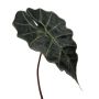 Kunstblatt Alocasia Sanderiana ALEPU, grün, 65cm